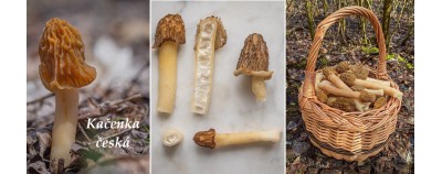 kacenka ceska ucinky na zdravi pouziti vyuziti zajimavosti popis legendy
