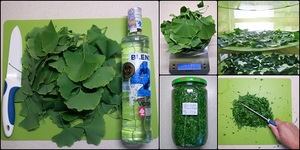 Tinktura ginko ginkgo biloba jinan dvoulaločný recept postup navod priprava suroviny ingredience