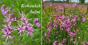 Kohoutek luční účinky na zdraví co léčí použití využití dávkování pěstování