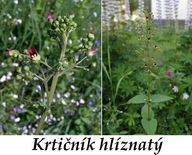 krticnik-ucinky-na-zdravi-co-leci-pouziti-uzivani-vyuziti