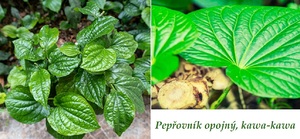 peprovnik opojny kava kava ucinky na zdravi co leci pouziti uzivani vyuziti co sbirame pestovani
