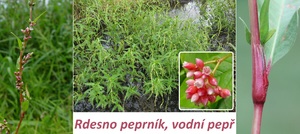 Rdesno peprník vodní pepř účinky zdraví co léčí použití využití pěstování