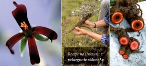 Tinktura pelargonie sidonská recept postup návod příprava suroviny ingredience