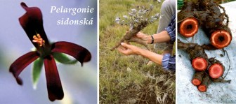 pelargonie-sidonska-tinktura-bylinne-kapky